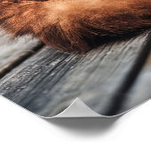 Oranje Perzische kat Poster (Hoek)