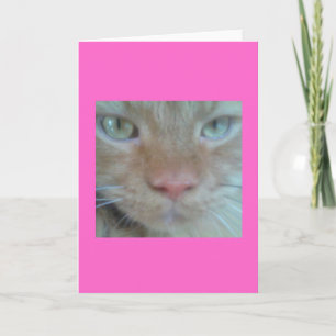 Oranje Perzische Kat Wenskaart Kaart