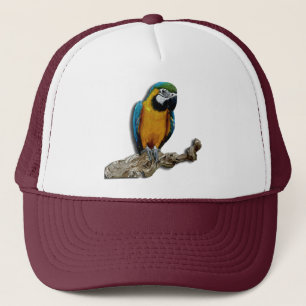 Oranje pet alleen Parrot