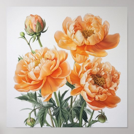 Oranje Pioenrozen Bloemen Art Print Poster (Voorkant)