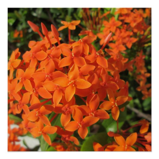 Oranje Plant Ixora Perfect Poster (Voorkant)