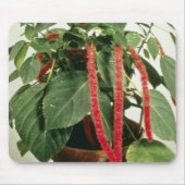 Oranje Planten van Acalypha Hispida Chenille Muismat (Voorkant)
