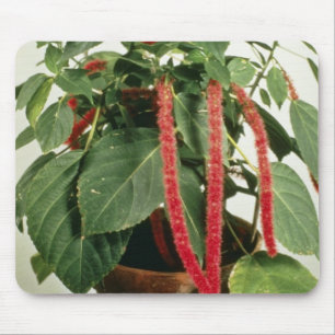 Oranje Planten van Acalypha Hispida Chenille Muismat