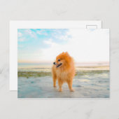 Oranje pommerse hond bij het strand briefkaart (Voorkant / Achterkant)