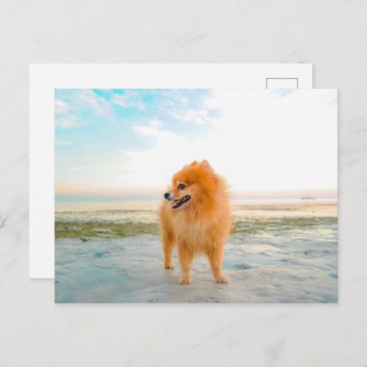 Oranje pommerse hond bij het strand briefkaart (Voorkant / Achterkant)