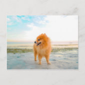Oranje pommerse hond bij het strand briefkaart (Voorkant)