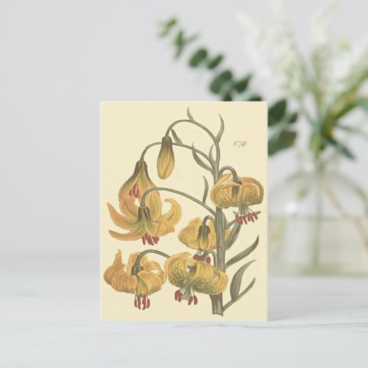Oranje Pompone Lily Botanische Illustratie Briefkaart (Staand voorkant)