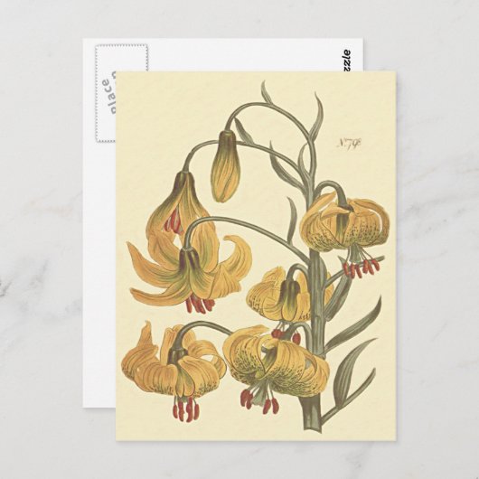 Oranje Pompone Lily Botanische Illustratie Briefkaart (Voorkant / Achterkant)