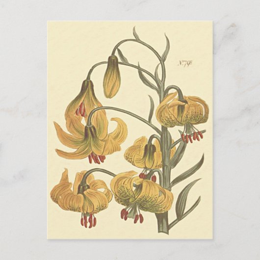 Oranje Pompone Lily Botanische Illustratie Briefkaart (Voorkant)