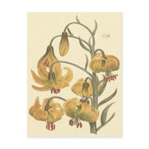 Oranje Pomponlelie Botanische Illustratie