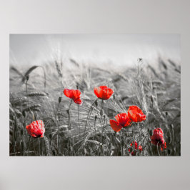 Oranje Poppy Flower Field minimalistische fotograf Poster