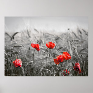 Oranje Poppy Flower Field minimalistische fotograf Poster