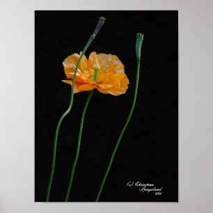 Oranje Poppy Flower Poster