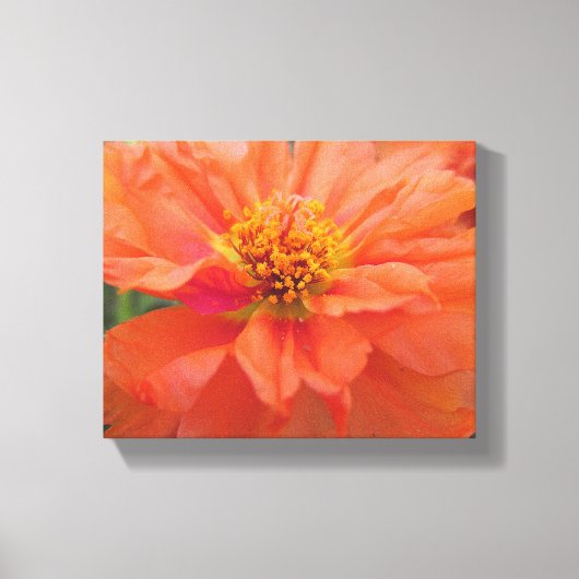 Oranje Portulaca Canvas Afdruk (Voorkant)