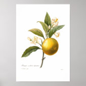 Oranje Poster (Voorkant)