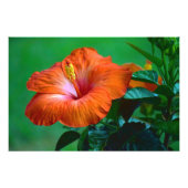 Oranje Poster (Voorkant)