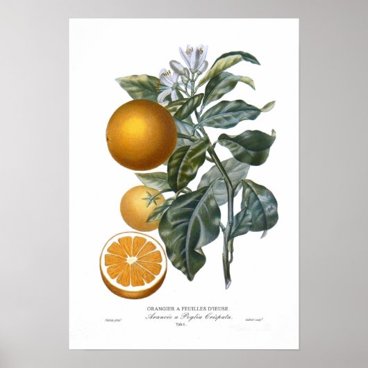 Oranje Poster (Voorkant)