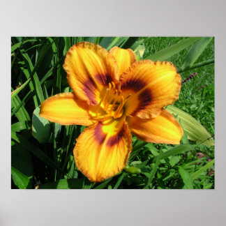 Oranje Poster Daylily