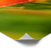 Oranje Poster voor Daylilies (Matte) (Hoek)