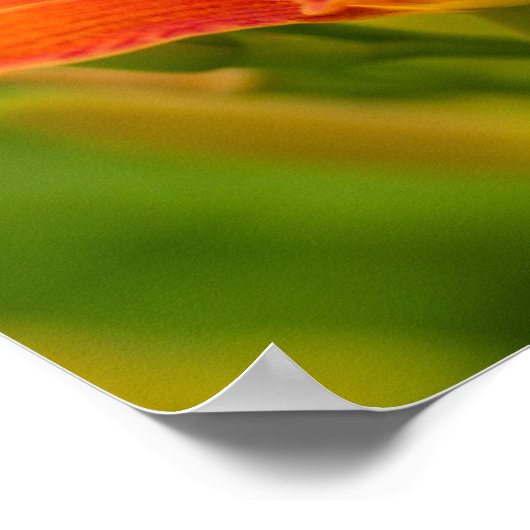 Oranje Poster voor Daylilies (Matte) (Hoek)