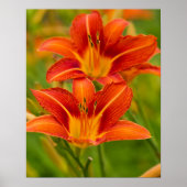 Oranje Poster voor Daylilies (Matte) (Voorkant)