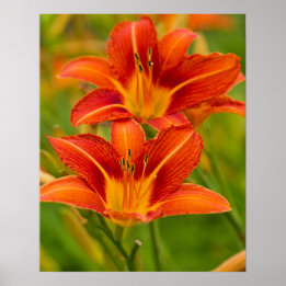 Oranje Poster voor Daylilies (Matte)