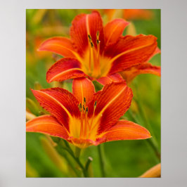 Oranje Poster voor Daylilies (Matte)