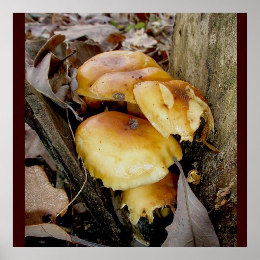 Oranje Poster voor paddenstoelen (Voorkant)
