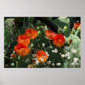 Oranje Prickly Pear Cactus Flower Poster (Voorkant)