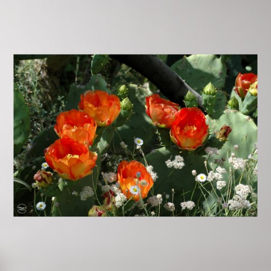 Oranje Prickly Pear Cactus Flower Poster (Voorkant)