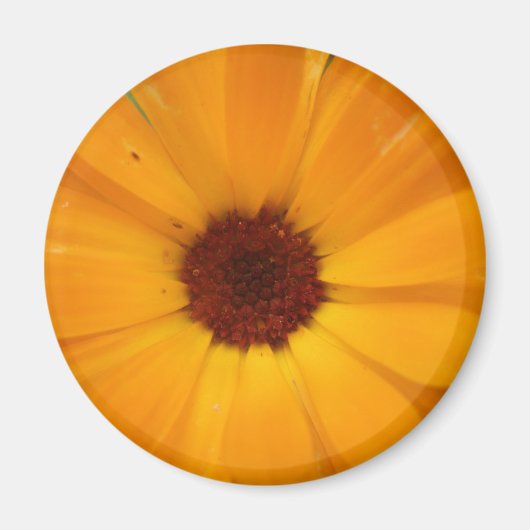 Oranje Rain Daisy Magnet (Voorkant)