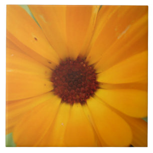 Oranje Rain Daisy Tile Tegeltje
