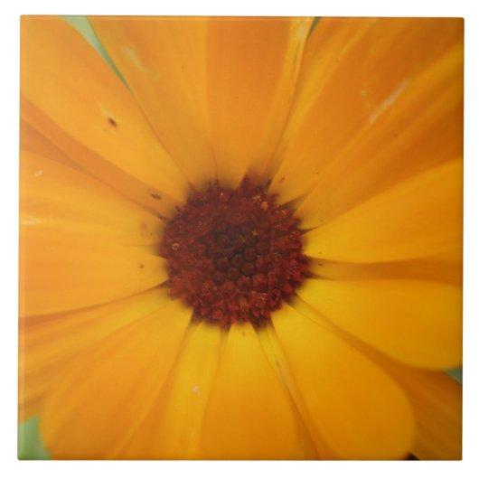 Oranje Rain Daisy Tile Tegeltje (Voorkant)