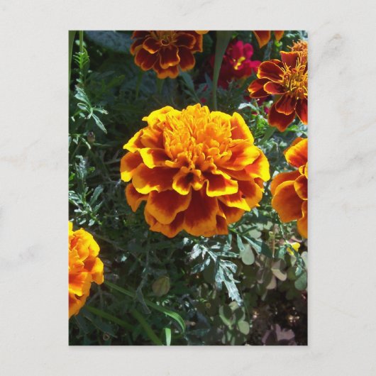Oranje randen verticaal briefkaart (Voorkant)