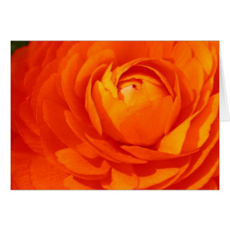 Oranje ranunculus