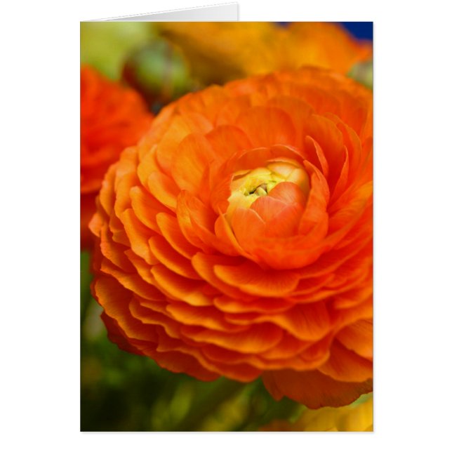 oranje ranunculus (Voorkant)