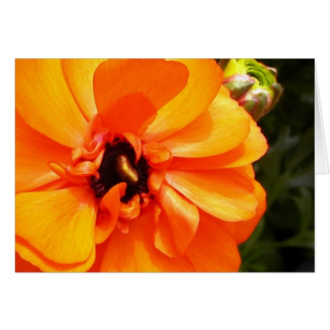 Oranje ranunculus met zwart centrum (Voorkant Horizontaal)