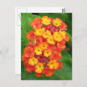 Oranje-Red Lantana Briefkaart (Voorkant / Achterkant)