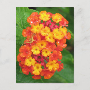 Oranje-Red Lantana Briefkaart