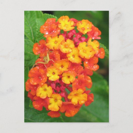 Oranje-Red Lantana Briefkaart (Voorkant)