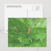 Oranje Reduviid Briefkaart (Voorkant / Achterkant)