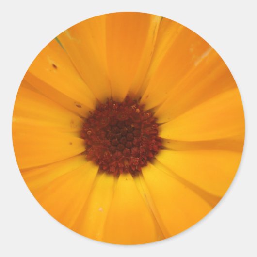 Oranje Regen Daisy Stickers (Voorkant)
