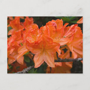 Oranje Rhododendron bloemen briefkaart