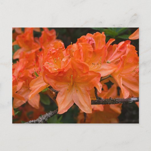 Oranje Rhododendron bloemen briefkaart (Voorkant)