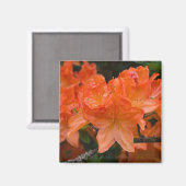Oranje Rhododendron Flower Magnet (Voorkant / Achterkant)