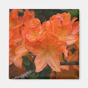 Oranje Rhododendron Flower Magnet