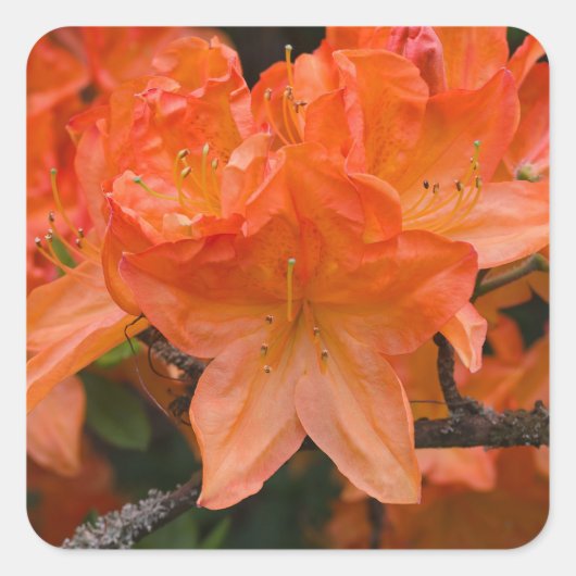 Oranje Rhododendron Flower Stickers (Voorkant)