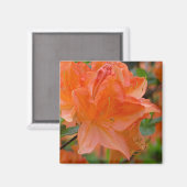 Oranje Rhododendron Lemonara Flowers Magnet (Voorkant / Achterkant)