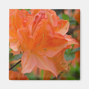 Oranje Rhododendron Lemonara Flowers Magnet