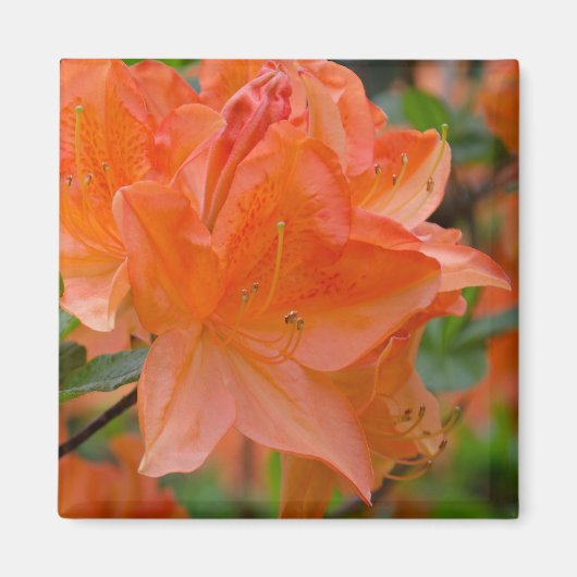 Oranje Rhododendron Lemonara Flowers Magnet (Voorkant)